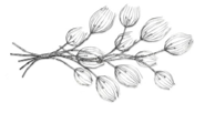 SN3022735-SI